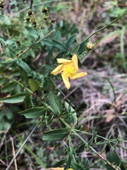 Hypericum virgatum