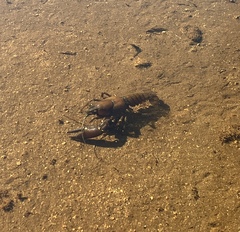 Pacifastacus leniusculus