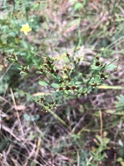 Hypericum virgatum
