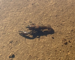 Pacifastacus leniusculus