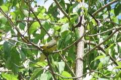 Euphonia