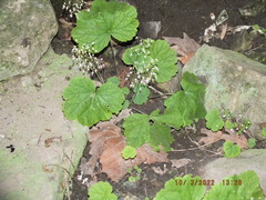Heuchera parviflora