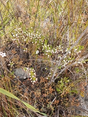 Erica imbricata