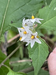 Solanum douglasii