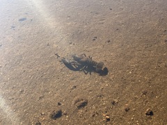 Pacifastacus leniusculus