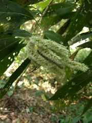 Colebrookea oppositifolia