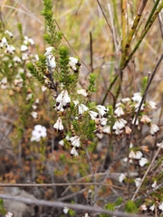 Erica imbricata