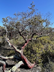 Arctostaphylos montereyensis