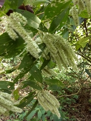 Colebrookea oppositifolia