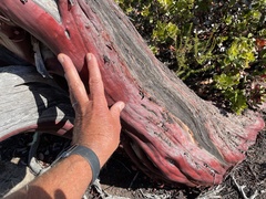 Arctostaphylos montereyensis