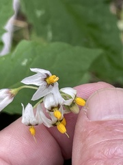 Solanum douglasii
