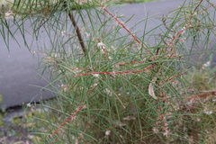 Hakea ulicina