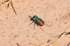 Cicindela scutellaris