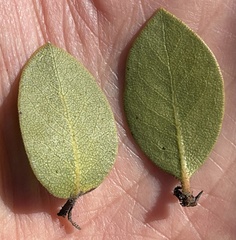 Arctostaphylos montereyensis