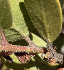 Arctostaphylos montereyensis