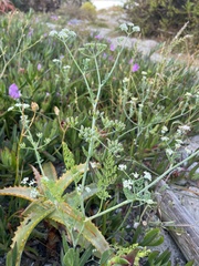 Tordylieae
