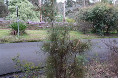Hakea ulicina