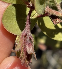 Arctostaphylos montereyensis