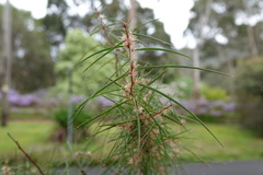 Hakea ulicina
