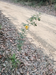 Gompholobium latifolium