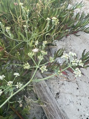 Tordylieae