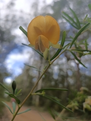 Gompholobium latifolium