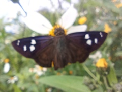 Polygonus leo arizonensis