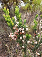 Erica grisbrookii