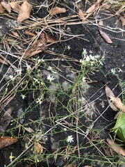 Symphyotrichum depauperatum