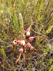 Erica plukenetii