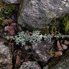 Parmelioideae