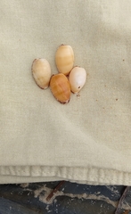 Notocypraea comptonii