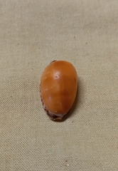 Notocypraea comptonii