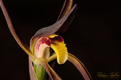 Lyperanthus suaveolens