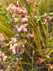Erica tenella