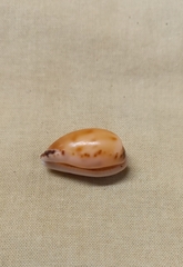 Notocypraea comptonii