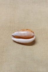 Notocypraea comptonii