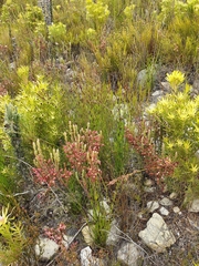Erica plukenetii