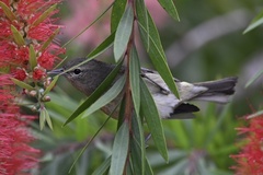Leiothlypis celata celata