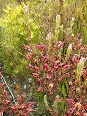 Erica plukenetii