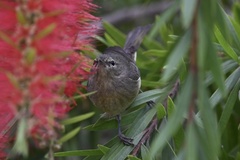 Leiothlypis celata celata