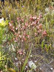 Erica plukenetii