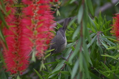 Leiothlypis celata celata