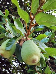 Ficus pumila