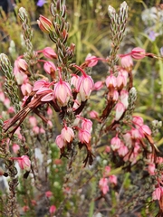 Erica plukenetii