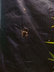 Neoscona orizabensis