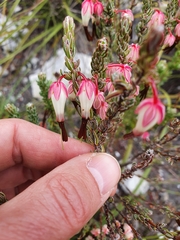 Erica plukenetii
