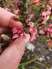 Erica plukenetii