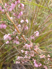 Erica parviflora