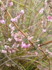 Erica parviflora